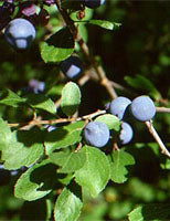 herboplanet msa prunus spinosa 50 ml ean 8032185030208