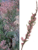 herboplanet msa tamarix gallica 50 ml ean 8032185030291