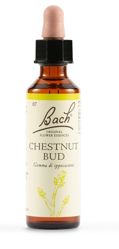 schwabe pharma italia chestnut bud bach orig 20 ml schwabe pharma italia ean 5000488300253