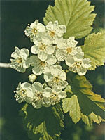 herboplanet msa crataegus oxyaca 50 ml ean 8032185030116