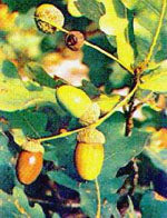 herboplanet msa quercus peduncol 50 ml ean 8032185030215