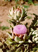 herboplanet tsa cynara scolymus 50 ml ean 8032185030666