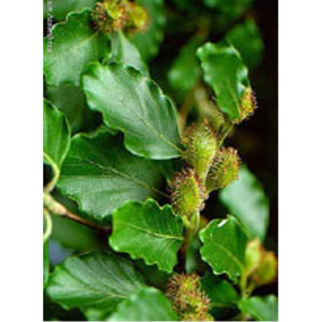 nessuno msa fagus sylvatica 50 ml ean 8032185030123